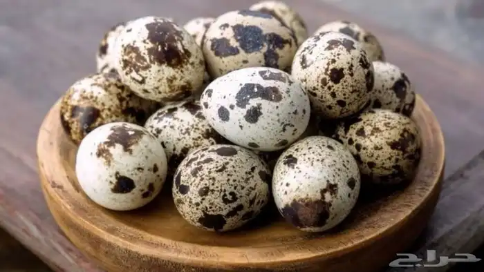 مزارع طائر الرفراف للإنتاج طيور السمان وبيض السمان 1