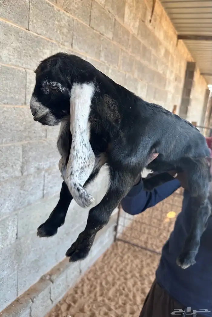 دواغير تيوس عوارض صنف 0