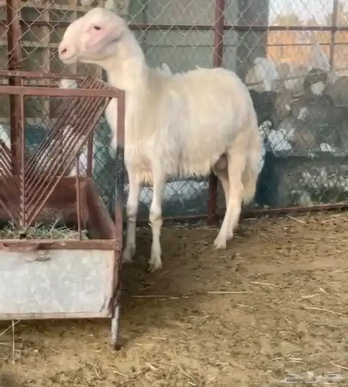 مشروع فحل اصفر ابرص كفووو 0