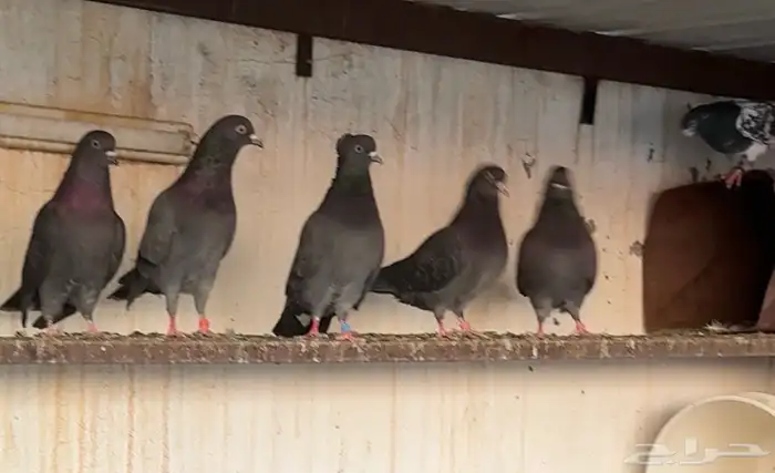 طيور قطايف اساسات 1