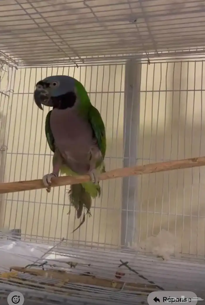 محمية الطيور المغردة 0