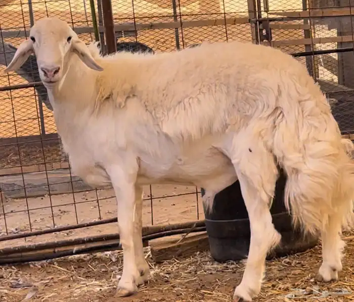 فحل حري صنف الصنف ثني 7