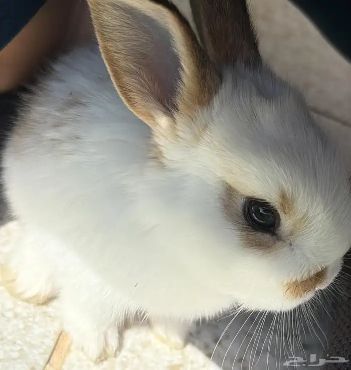 ارنب فرنسي قزم 1