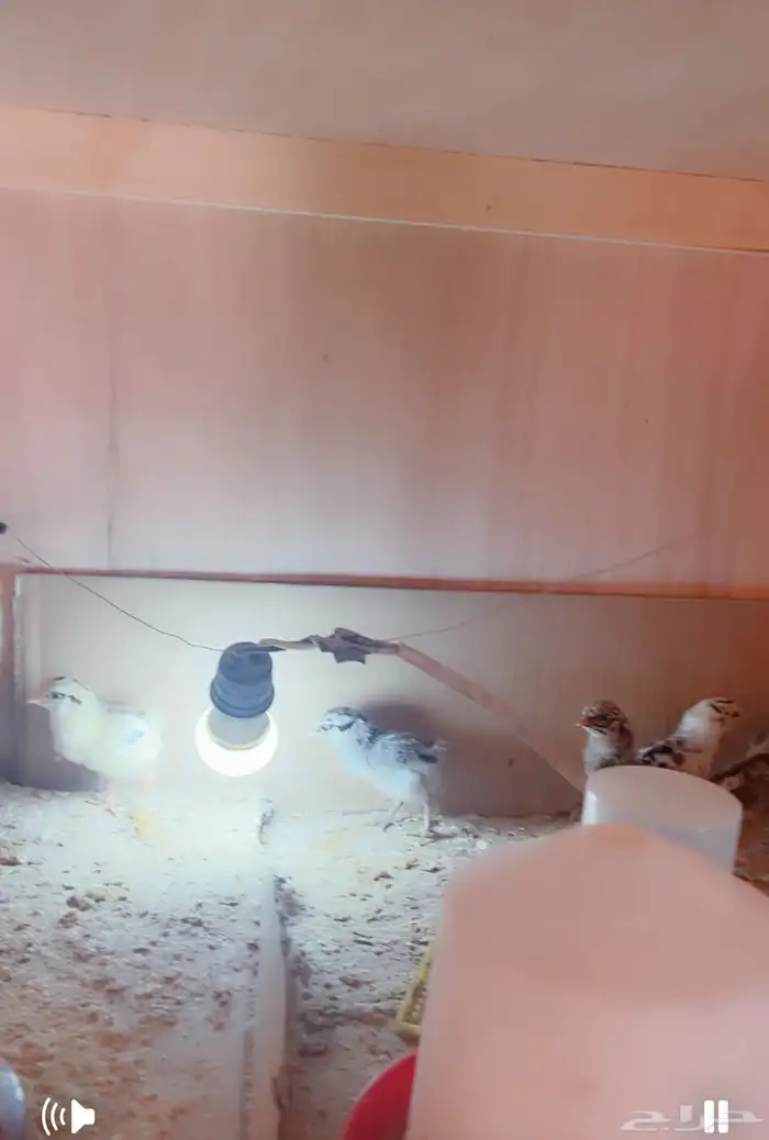 صيصان بلدي مشكله 0