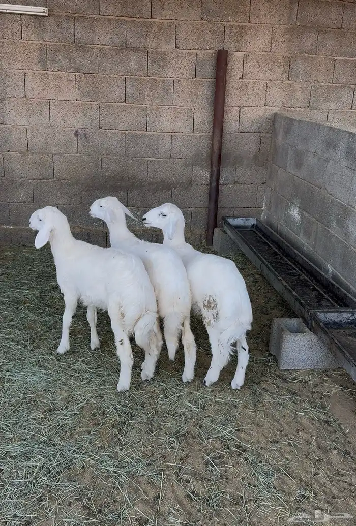 رخال وطلي للبيع 1