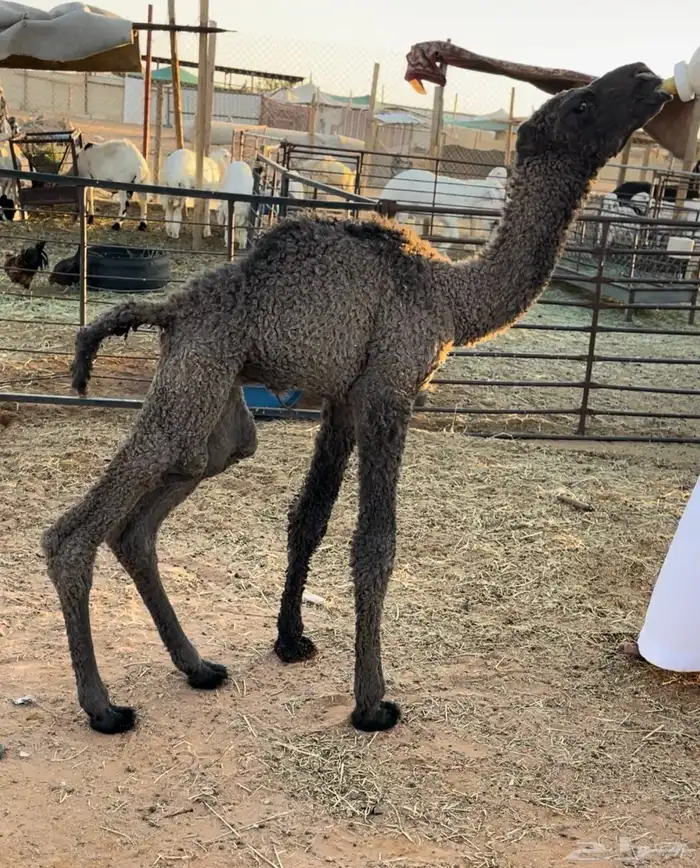 للبيع حوار ضيار 1