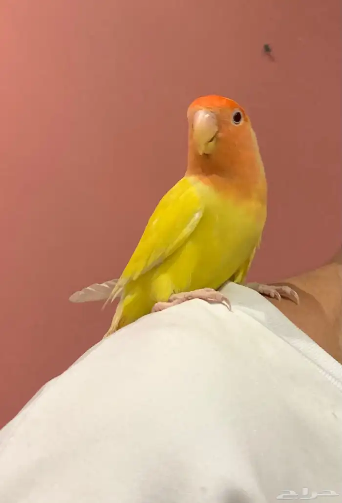 روز لاتينو رد فيس اليف 3