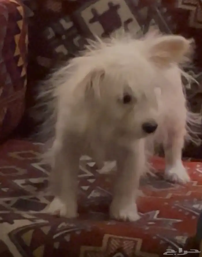 كلب مالتيز دلع منزلي 0