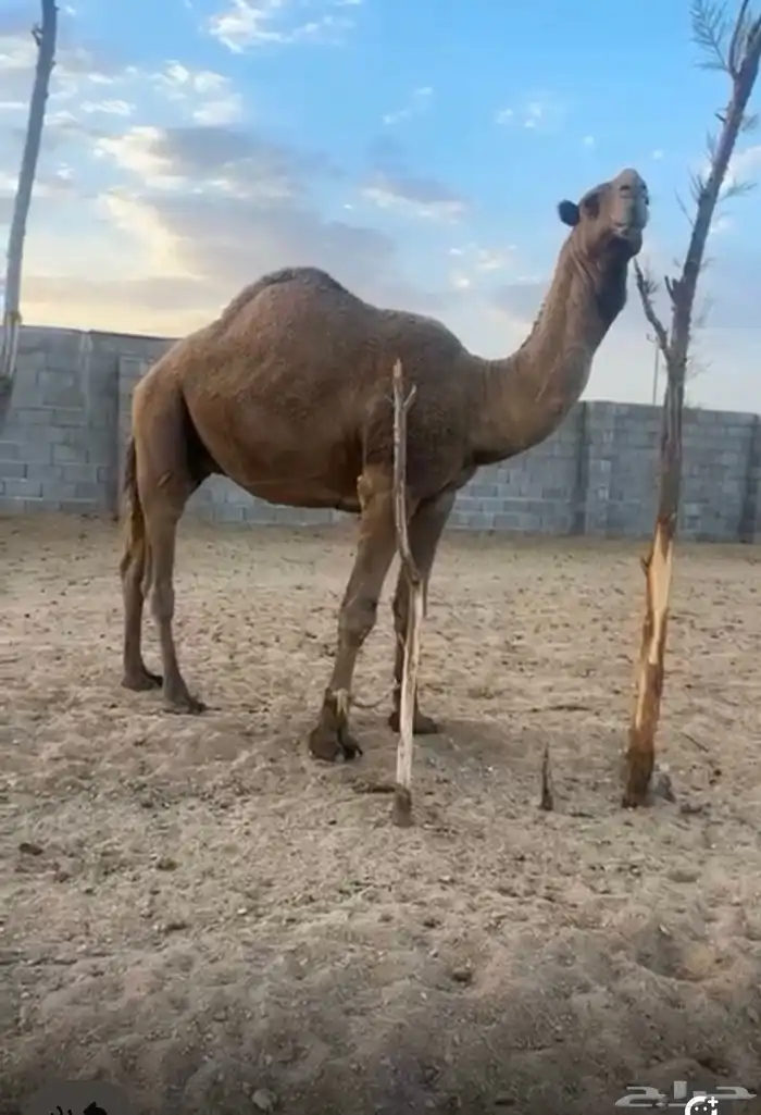 لبيع فحل أشعل 0