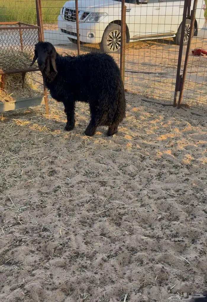 خرفان جذعان تمامه 0