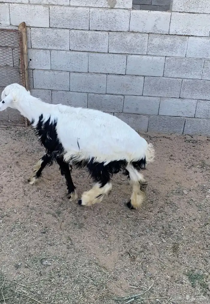 للبيع خروف جذع طيب فل ظهر 3