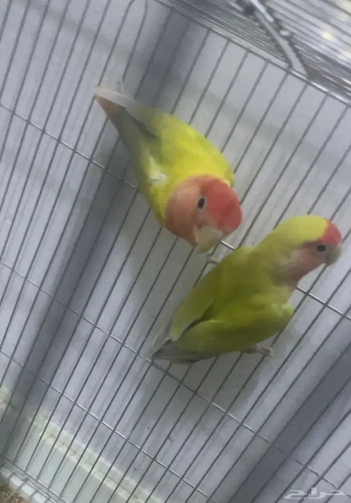 جوز روز لتبني 0