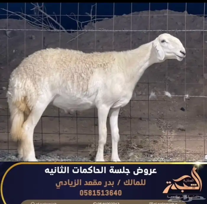 مشاريع فحول حريه صنف الصنف درجه اولى 7