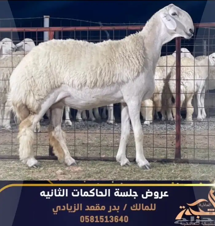 مشاريع فحول حريه صنف الصنف درجه اولى 6