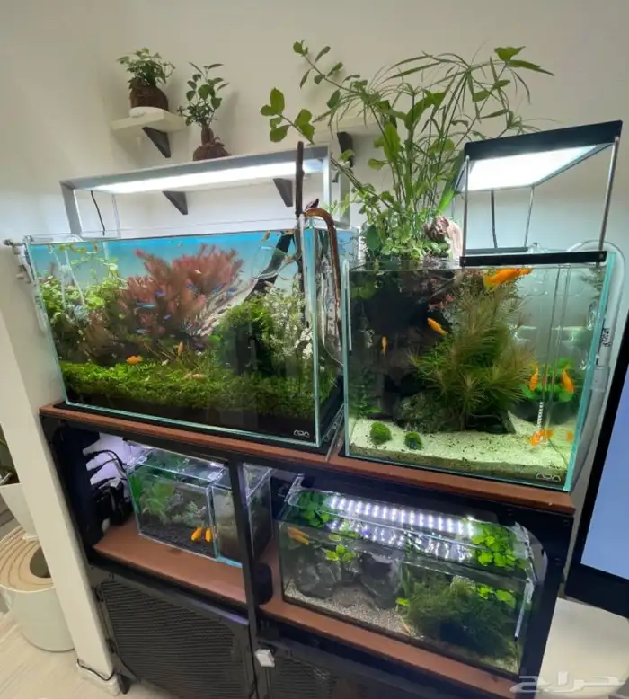 تفصيل احواض سمك وزواحف او صيانه الحوض 11