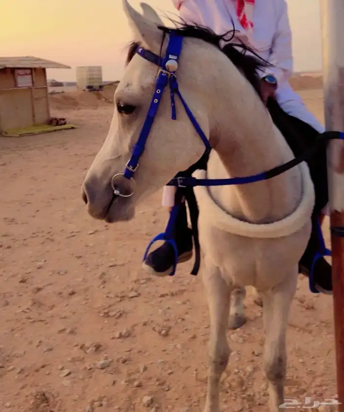 حصان شعبي كفو معسوف 0