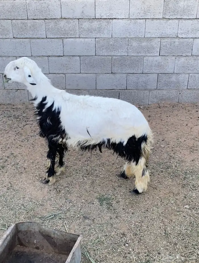 للبيع خروف جذع طيب فل ظهر 0