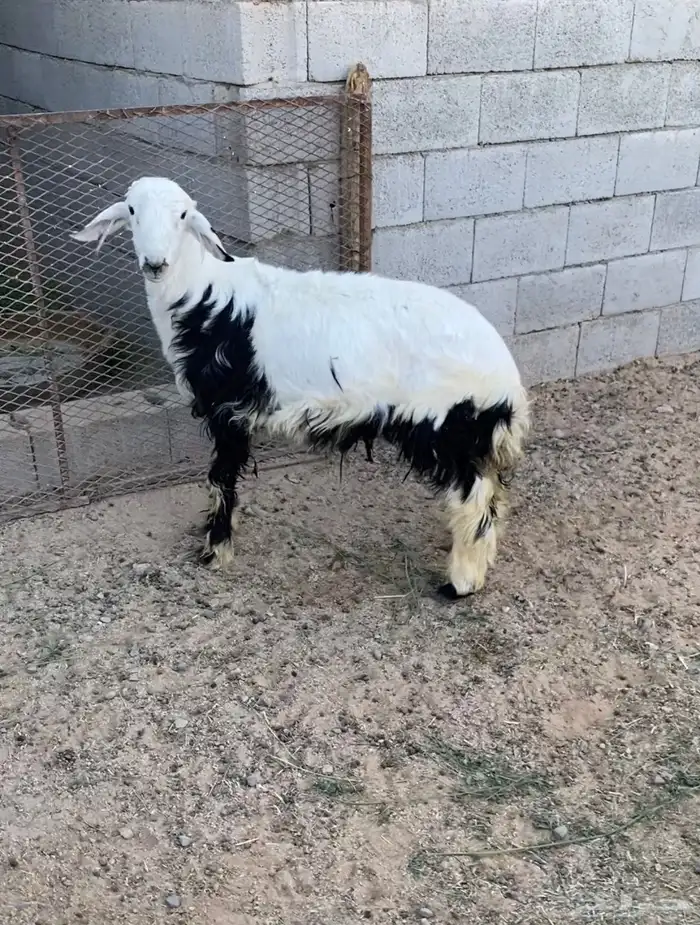 للبيع خروف جذع طيب فل ظهر 2