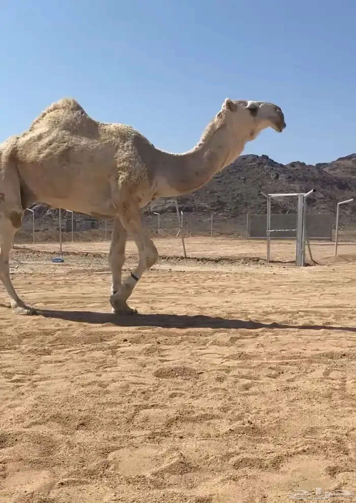 قعود أوضح كفو ساس وراس على باتلي الراجحي للي يبي يفحل 0