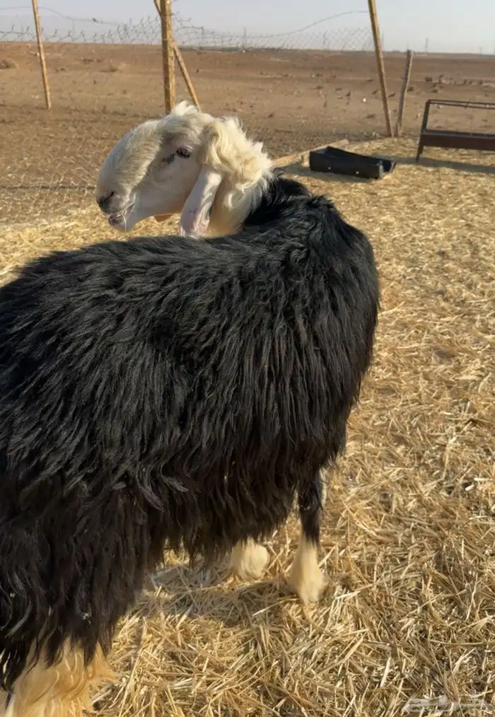 خروف نجدي توه داخل رباع 0