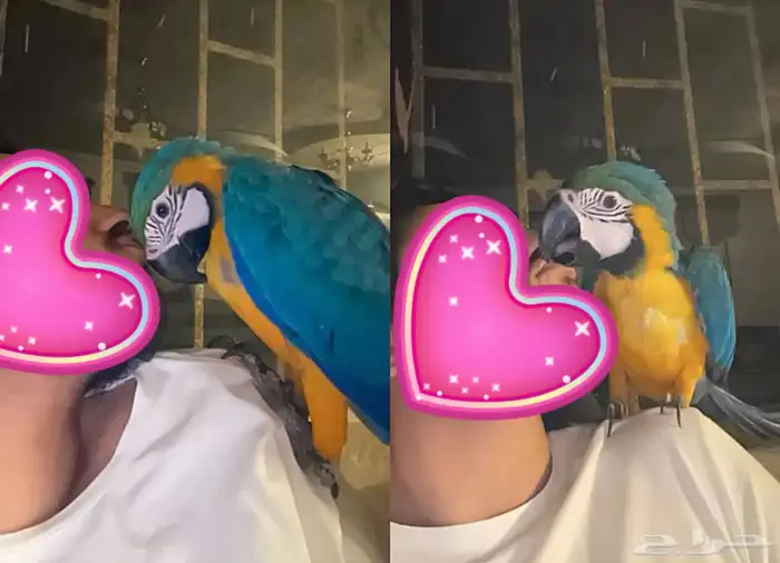 ببغاء مكاو للبيع 0