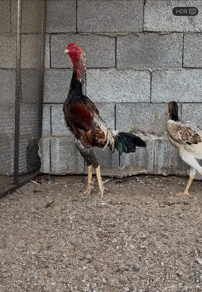 شامو ياباني 3