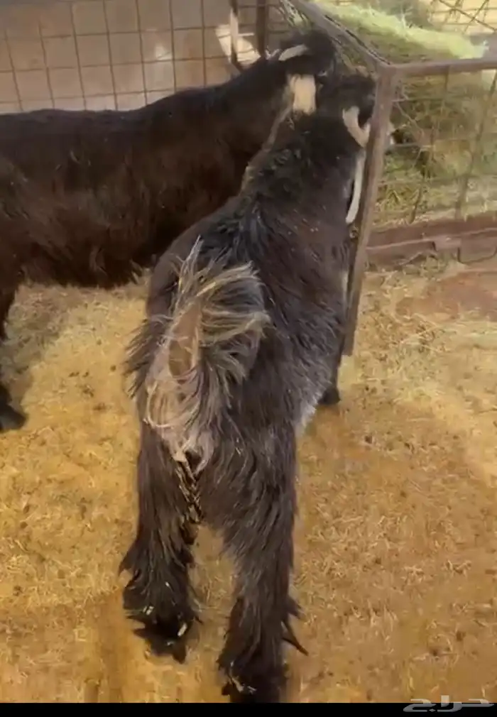 تيوس للبيع 1