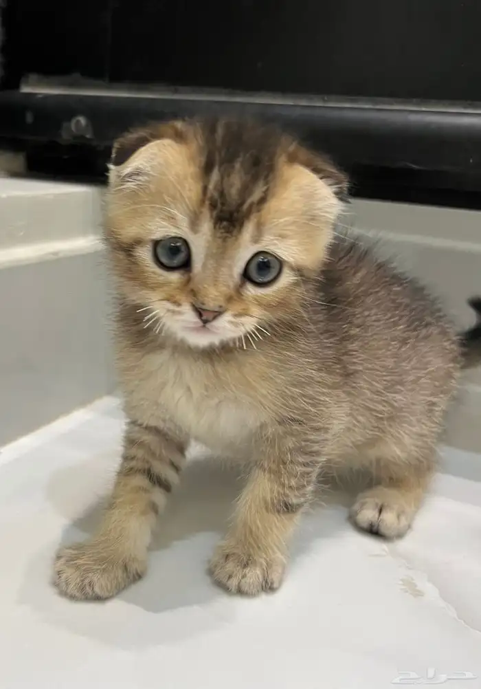 قطط (كيتن) سكوتش فولد عمر شهرين 2