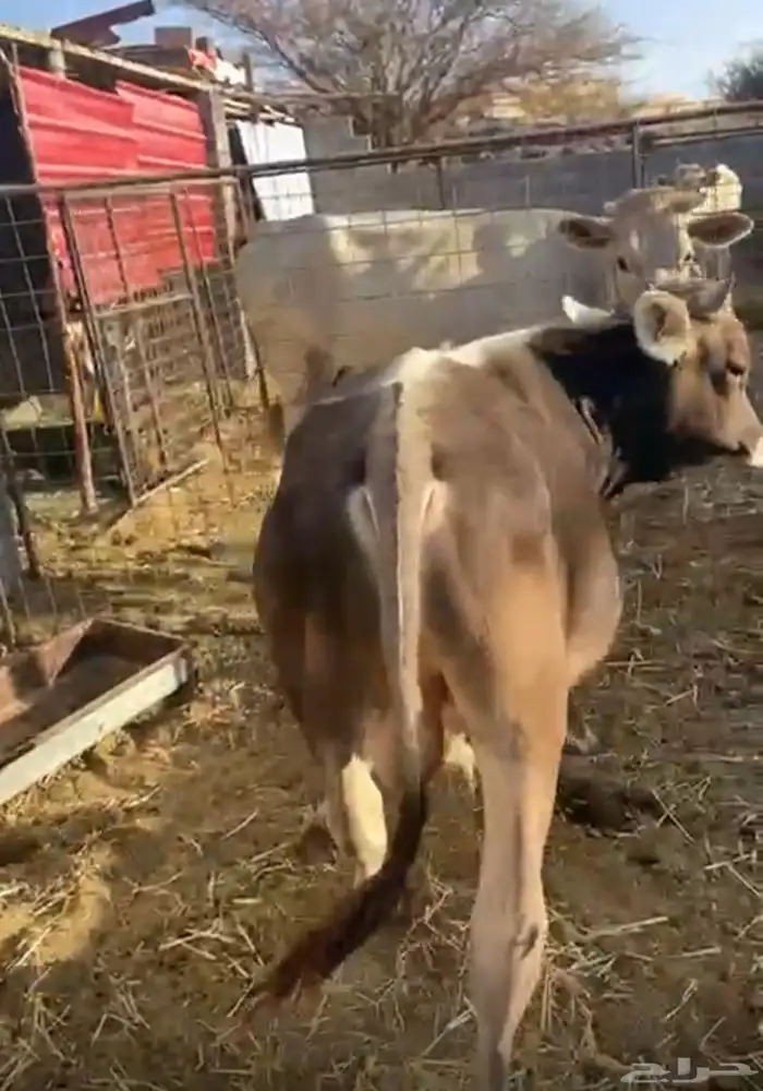 صور عجل للبيع 1