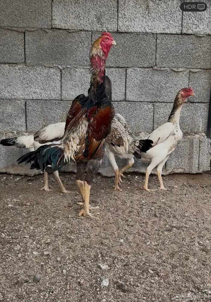 شامو ياباني 0