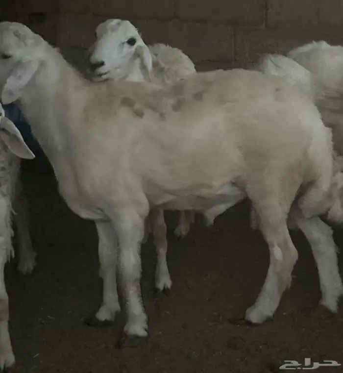 طلبان حرية 0