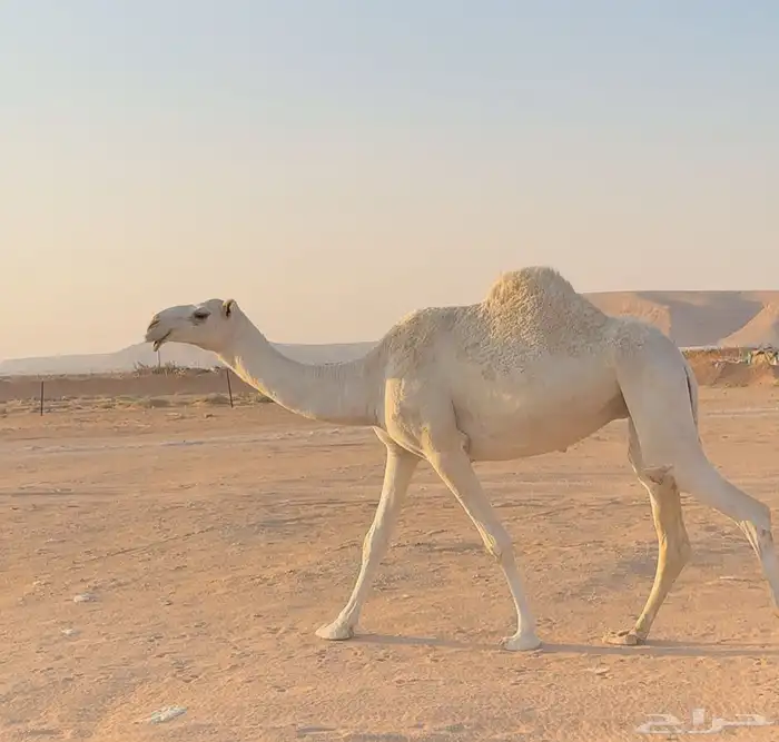 ضروب للبيع 2