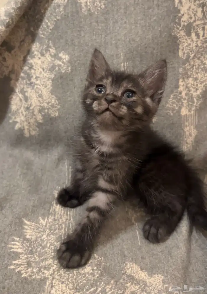 كتن شيرازي برتقالي واسود هجين برتش 1