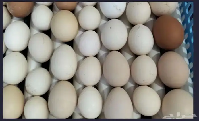 بيض بلدي للبيع غير مخصب 0