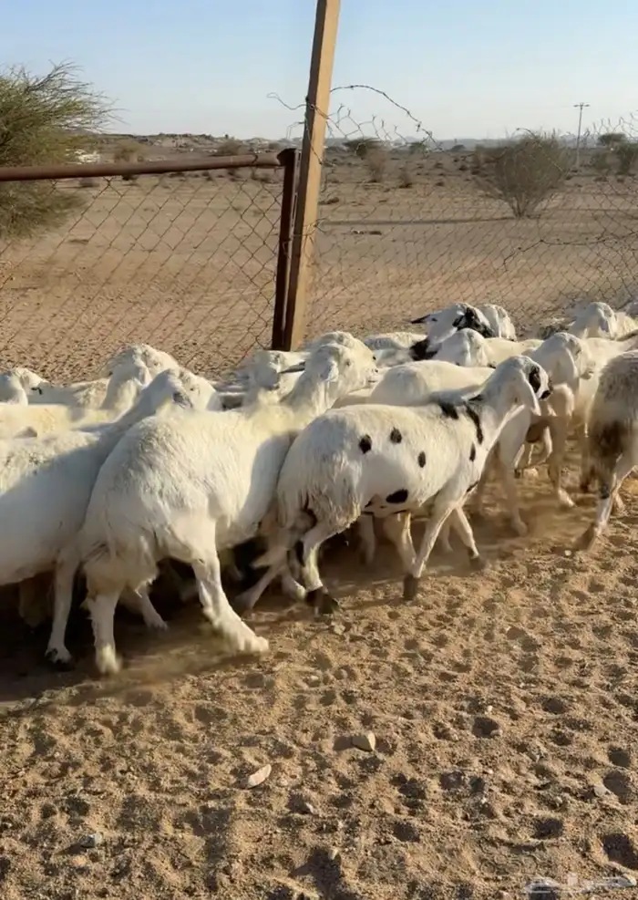ضان حرش دفيع منوت القاني 0