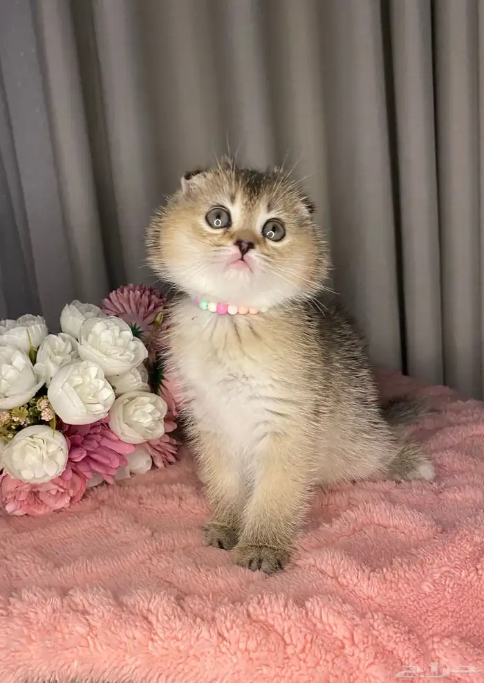 قطط كيتن سكوتش تربل فولد للبيع 2