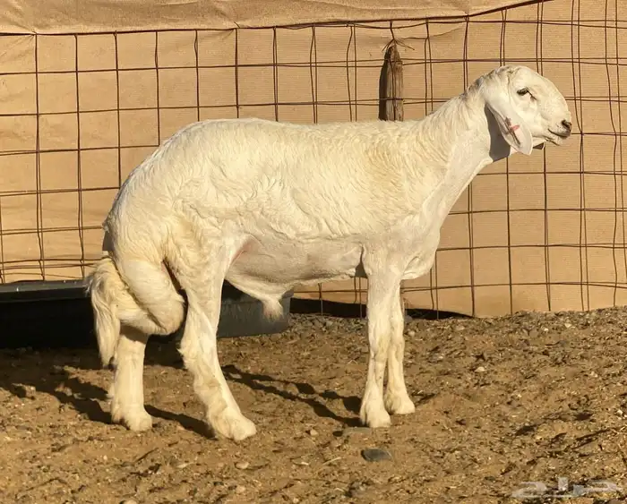 مشاريع فحول ضغط عالي 0