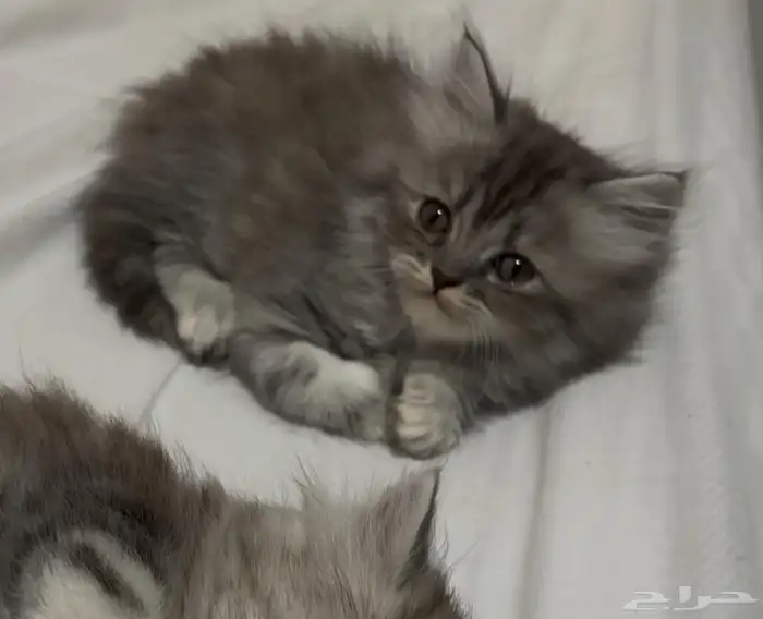 للبيع قطوه مع كامل أغراضها 1