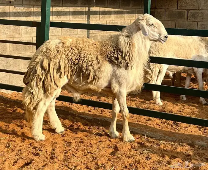 طلي فحل حري 1