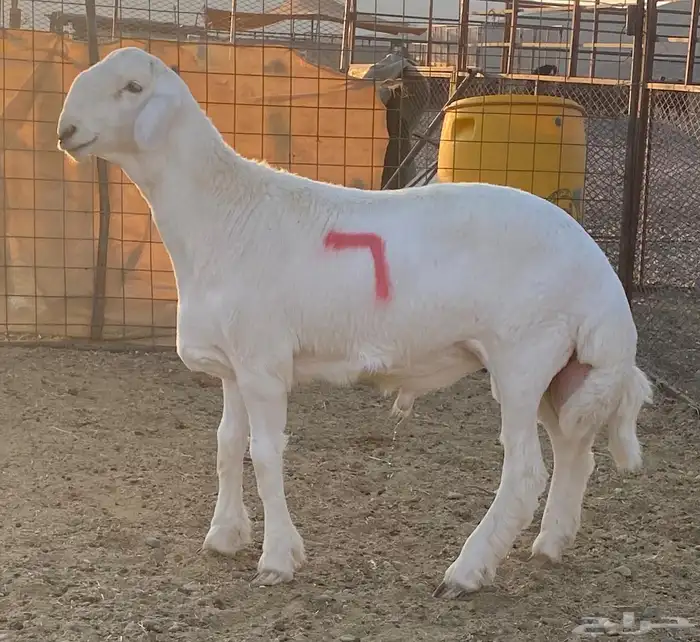 مشاريع فحول حريه صنف الصنف درجه اولى 0