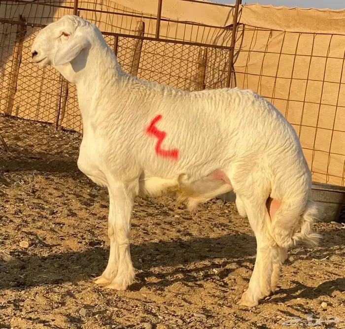 مشاريع فحول حريه صنف الصنف درجه اولى 3