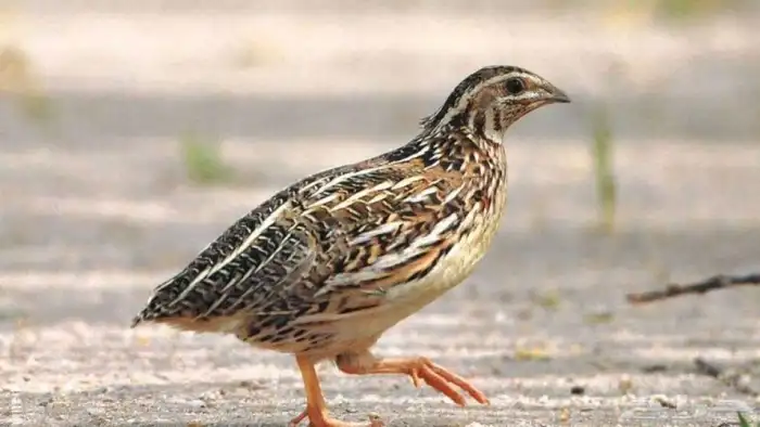 مزارع طائر الرفراف للإنتاج طيور السمان وبيض السمان 6