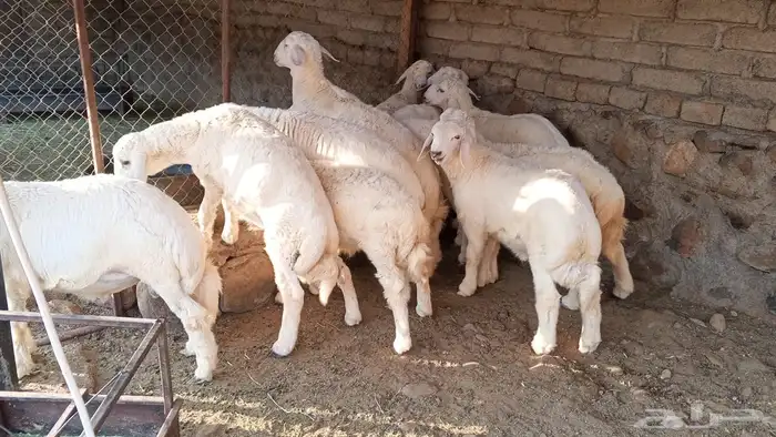 طليان حريه 2