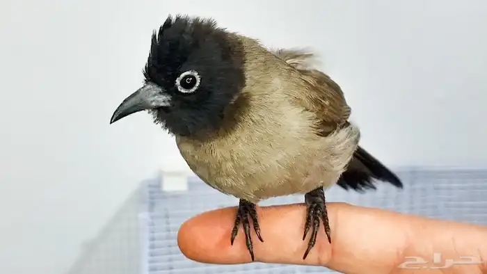 بلابيل سوري ذكر وانثى 0