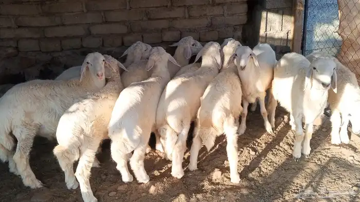 طليان حريه 1