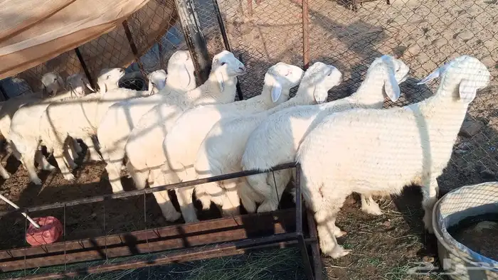 طليان حريه 0