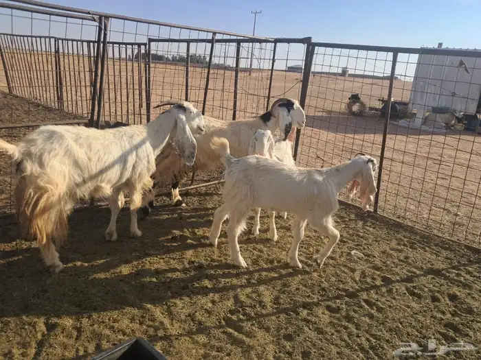 للبيع 4 معزاء بيض مشاريك 0