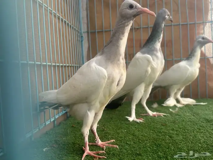 زوج سمبوسه ب انتاجه 0