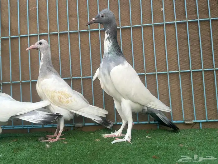 زوج سمبوسه ب انتاجه 1