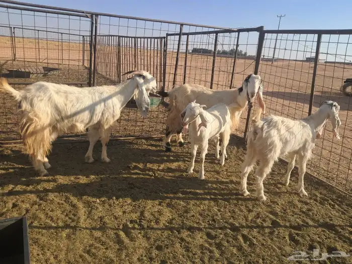 للبيع 4 معزاء بيض مشاريك 1